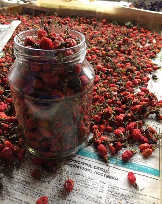 Когда нужно собирать барбарис и как сушить ягоды, технология хранения плодов