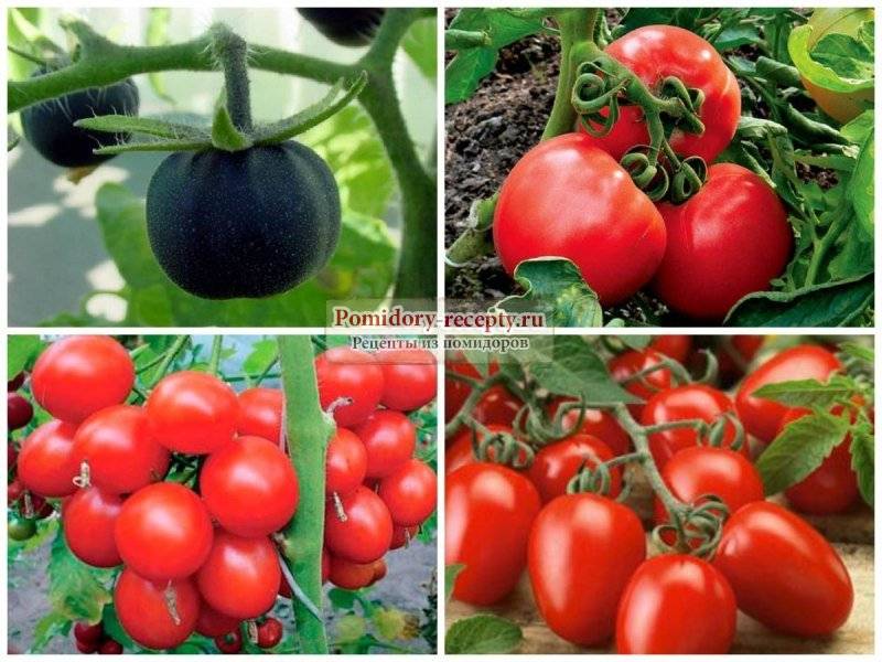 Лучшие голландские сорта томатов – описание и особенности выращивания