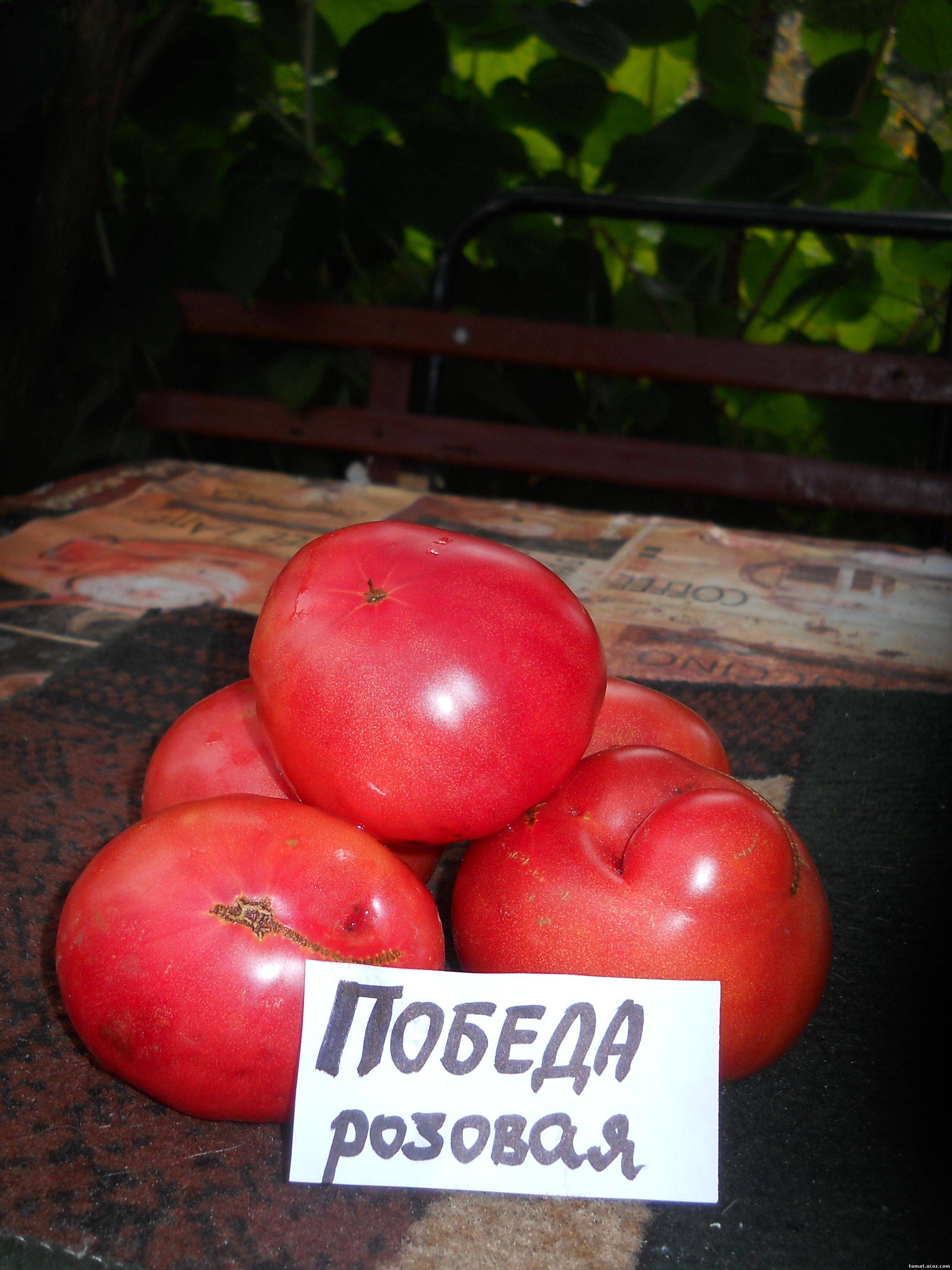 Ранний и вкусный томат «бетта»: описание сорта, выращивание, фото плодов-помидоров