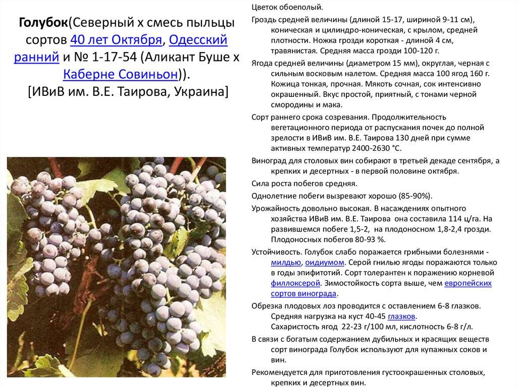 Характеристика сорта и описание винограда «восторг» и его разновидностей