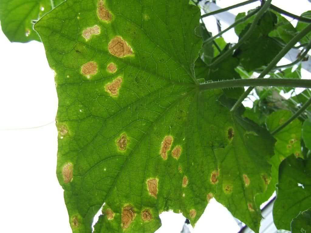 Ржавые пятна на листьях огурцов: причины и как бороться, чем обработать и что делать