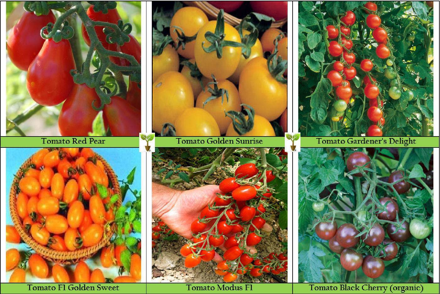 Томат санрайз: отзывы, фото, урожайность, особенности выращивания