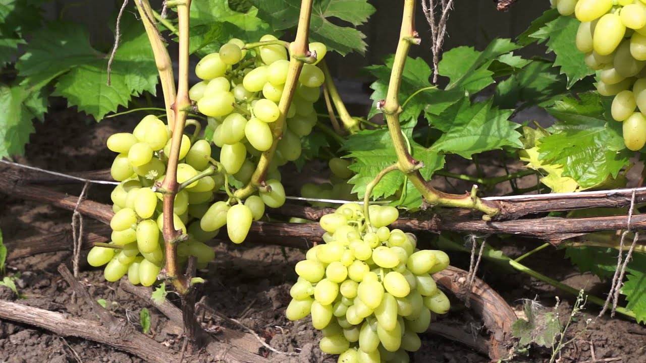 Валёк — сорт винограда