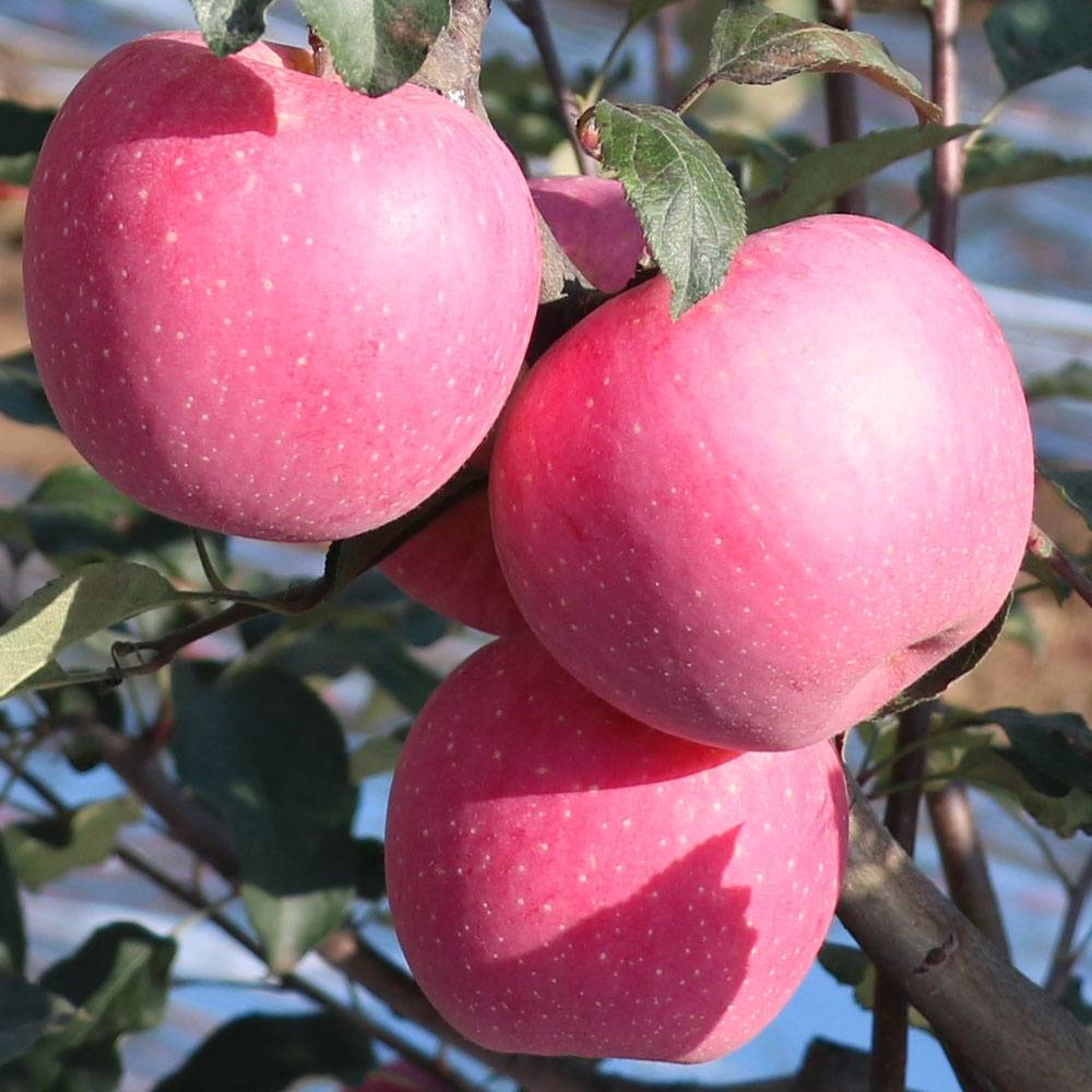 Яблоня фуджи: характеристики, достоинства и применение