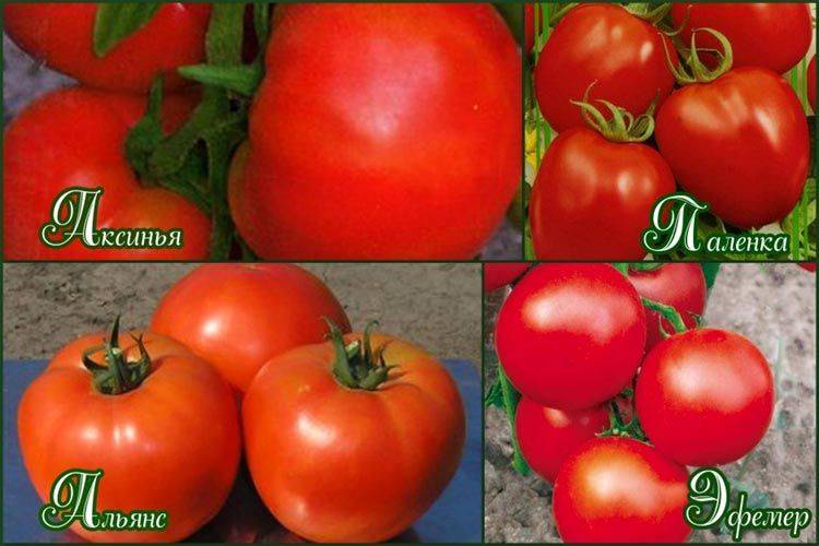 Описание лучших сортов томатов для выращивания в теплицах из поликарбоната в Подмосковье