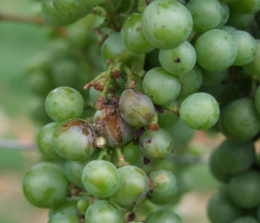Чем опасна гроздевая листовертка для винограда, методы борьбы с ней