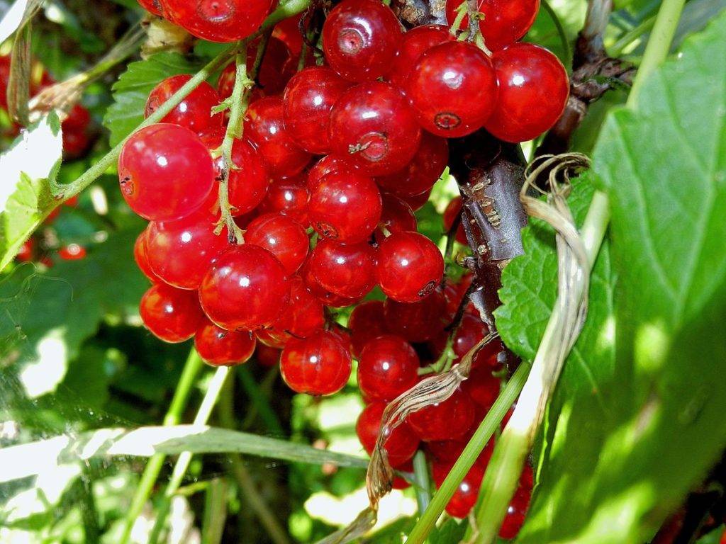 Ранний сорт красной смородины уральская красавица: вешний вид и описание сорта, опыление, фото