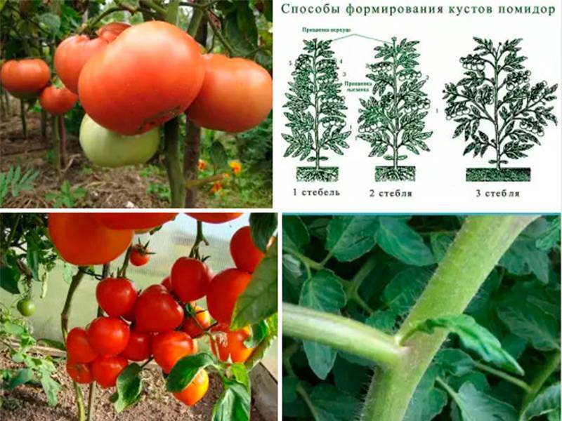 Подходящий для выращивания в любом уголке страны — томат майская роза: описание розового сорта и его достоинства