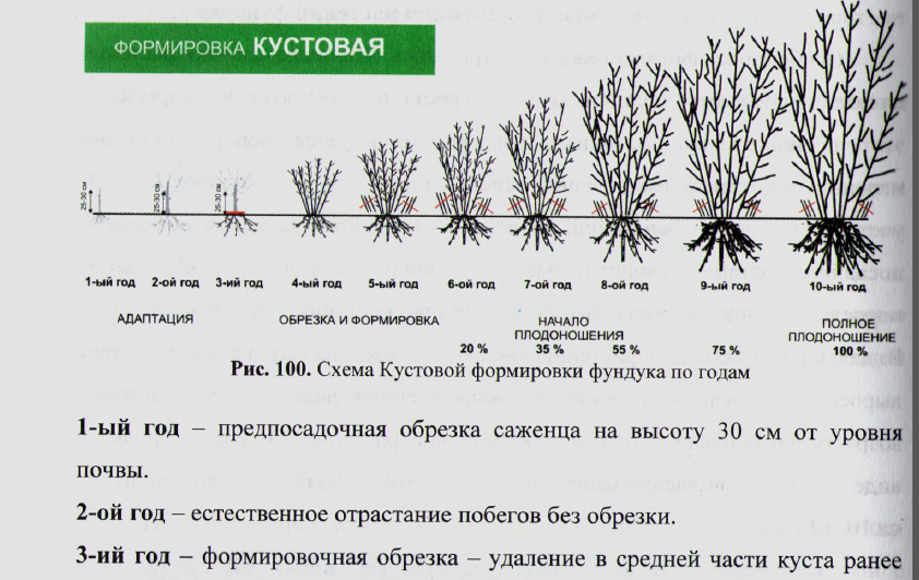 Посадка и уход за лещиной в Сибири, выращивание фундука