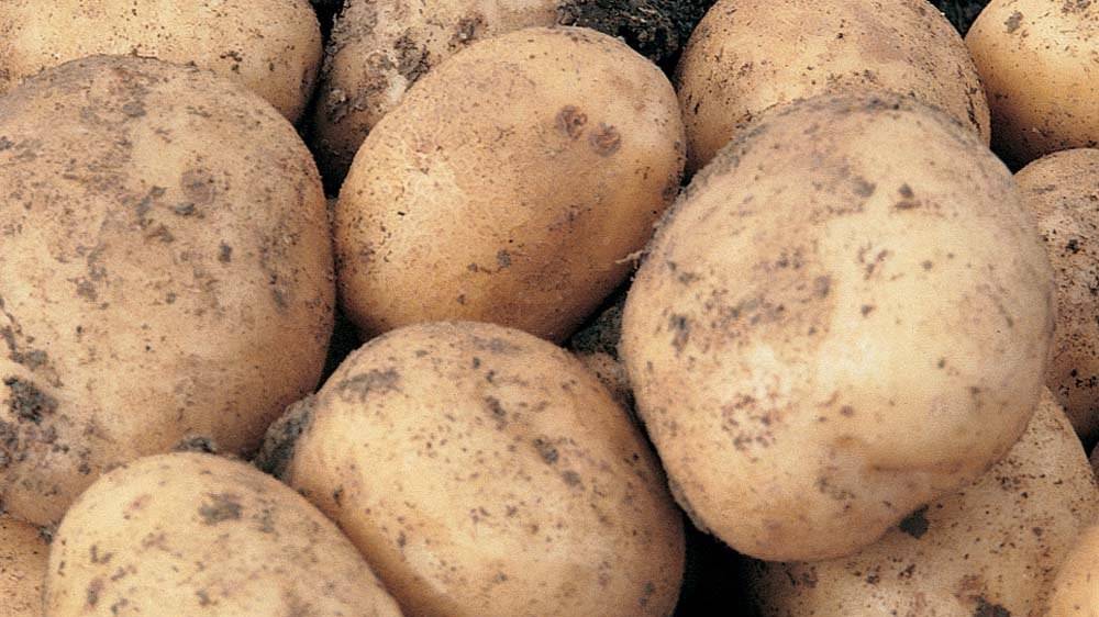 Описание и характеристика сорта картофеля санте, правила посадки и уход
