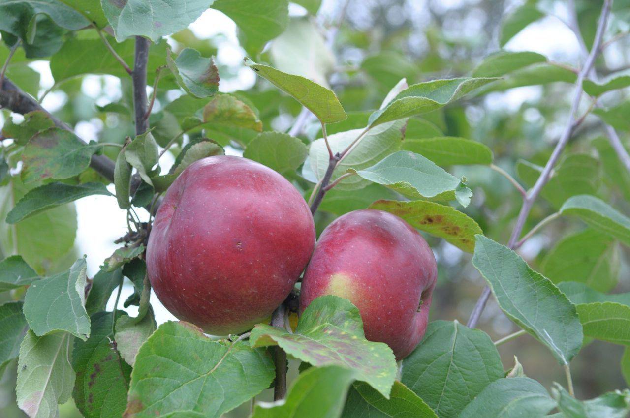 Яблоня белорусское сладкое