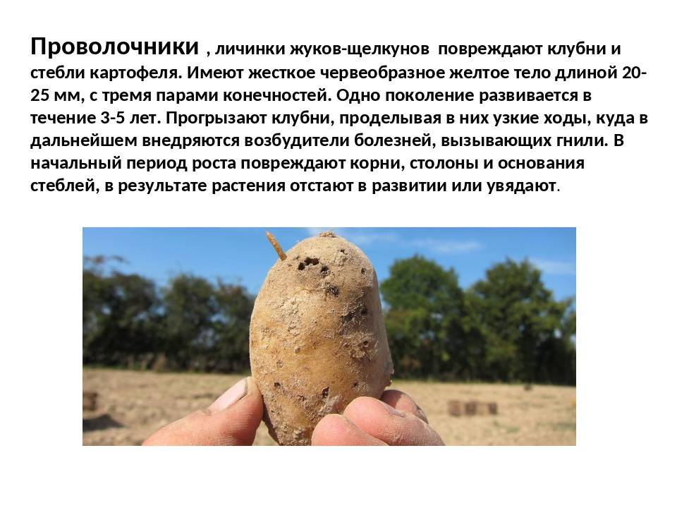 Парша картофеля: описание и лечение, эффективные меры борьбы с ризокнониозом, фото