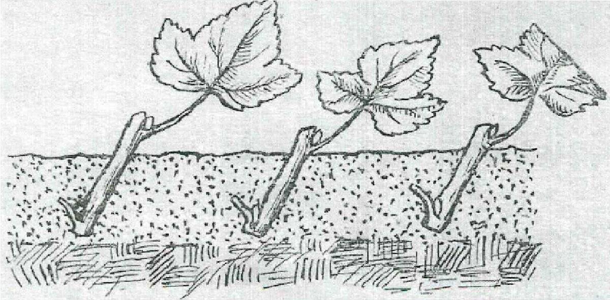 Размножение малины черенками осенью. размножение малины одеревеневшими черенками