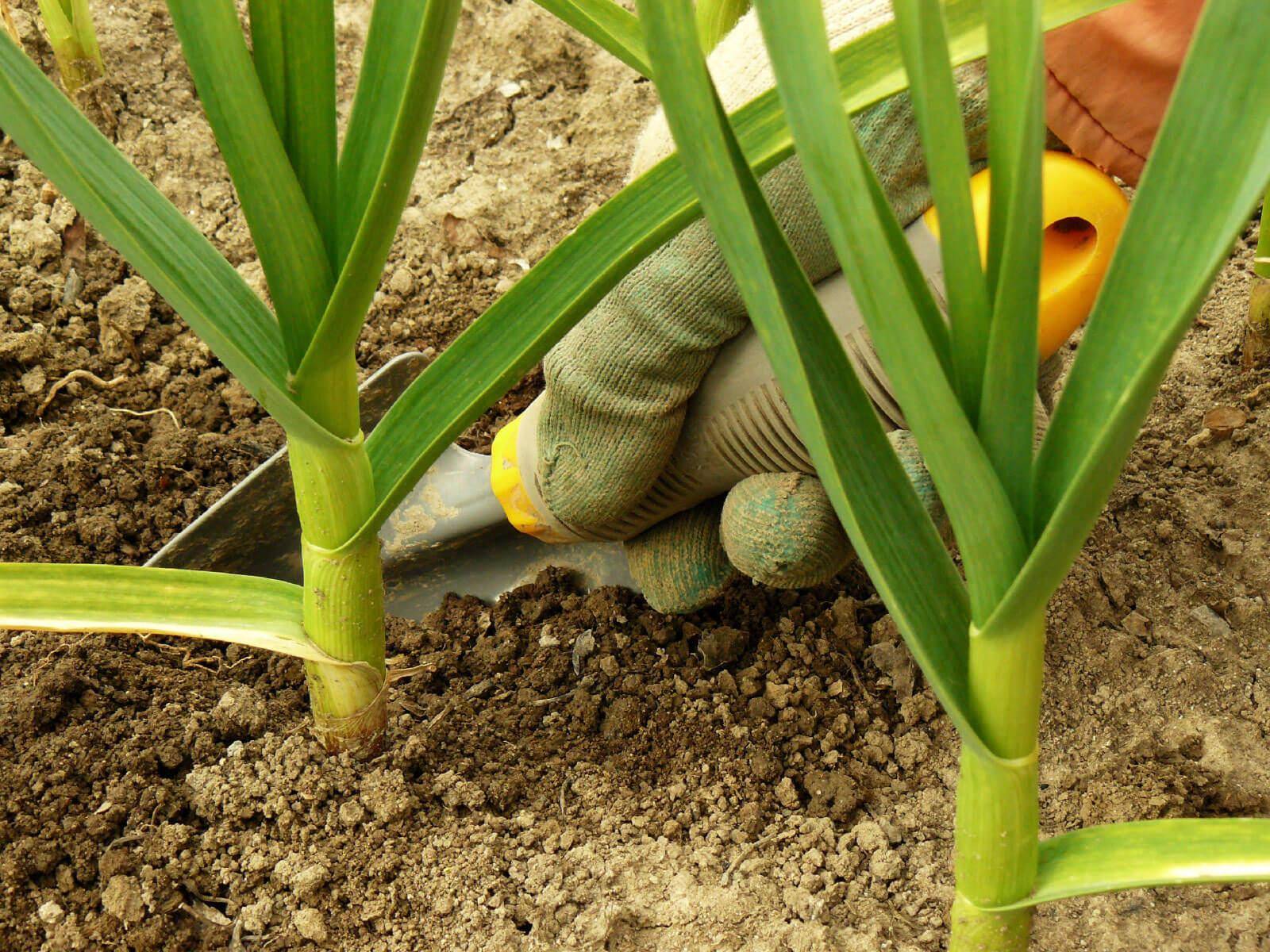 Почему желтеет лук и как его спасти: чем полить и подкормить растение?