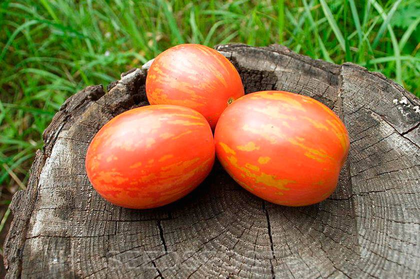 Томат «пасхальное яйцо»: новое направление в селекции томатов. характеристики и форма плодов