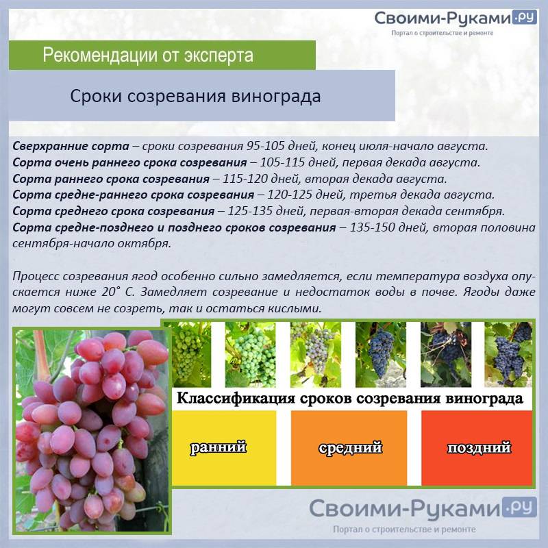 Сорт винограда аркадия: характеристика и особенности выращивания