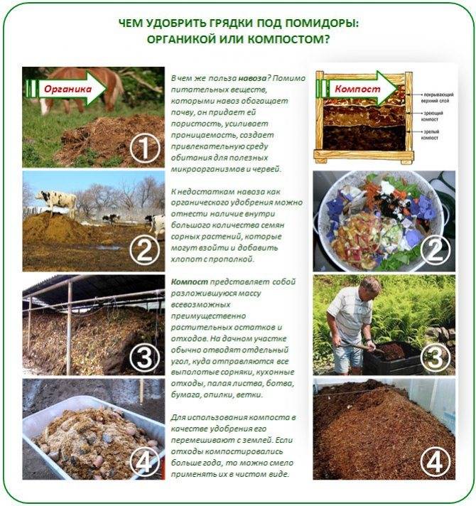 Тонкости подготовки почвы в теплице для посадки огурцов