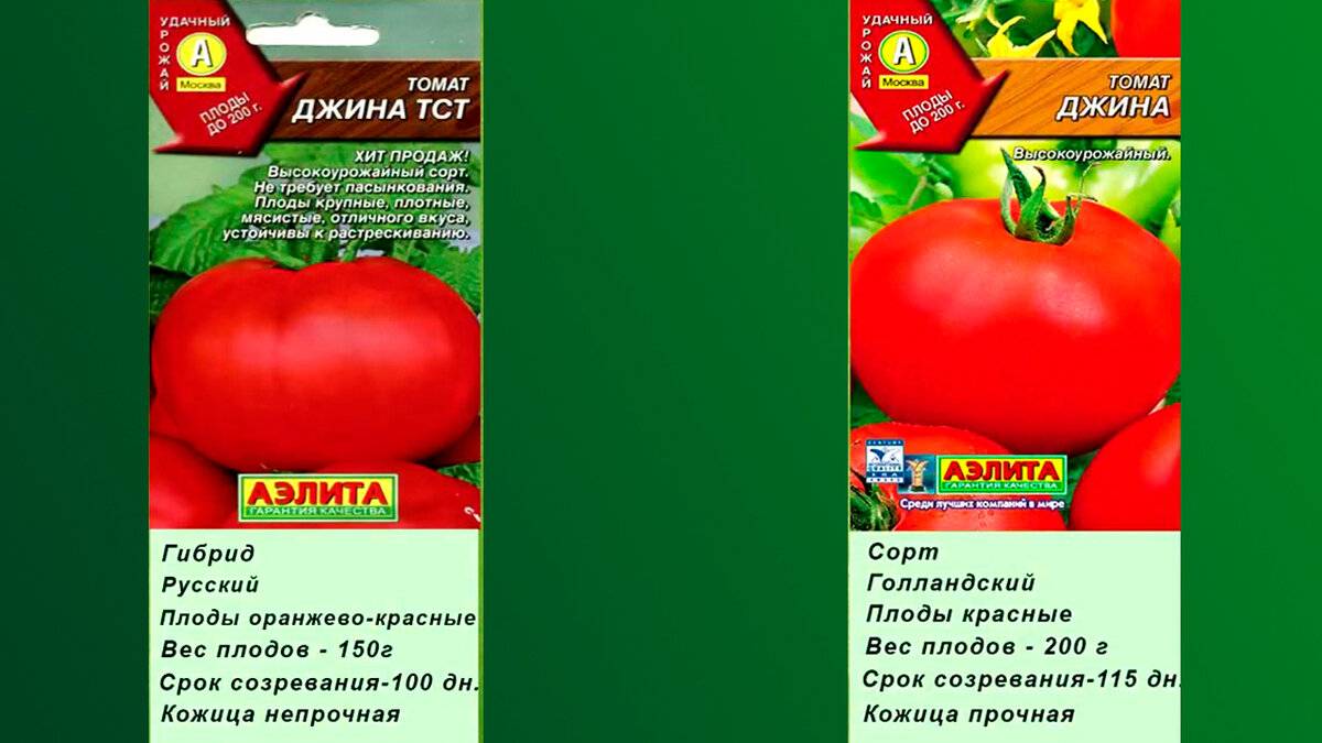 Рассада помидоров в домашних условиях - посев, выращивание и уход