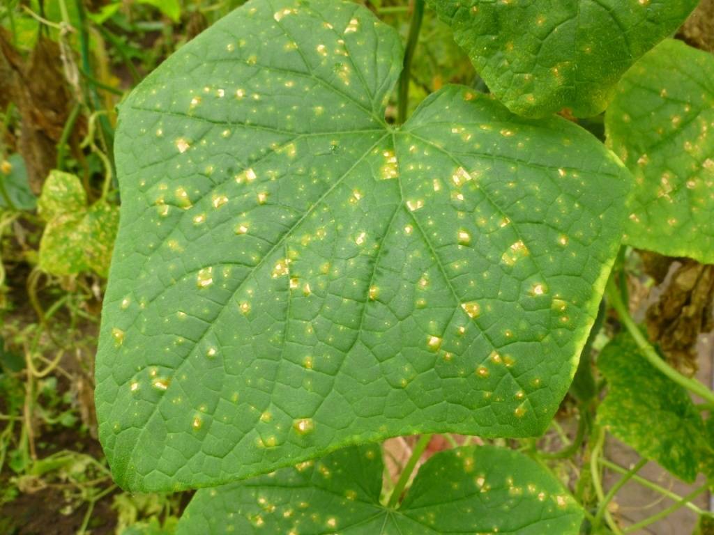 Почему на огурцах желтые пятна на листьях: что делать, чем лечить в открытом грунте, народные средства