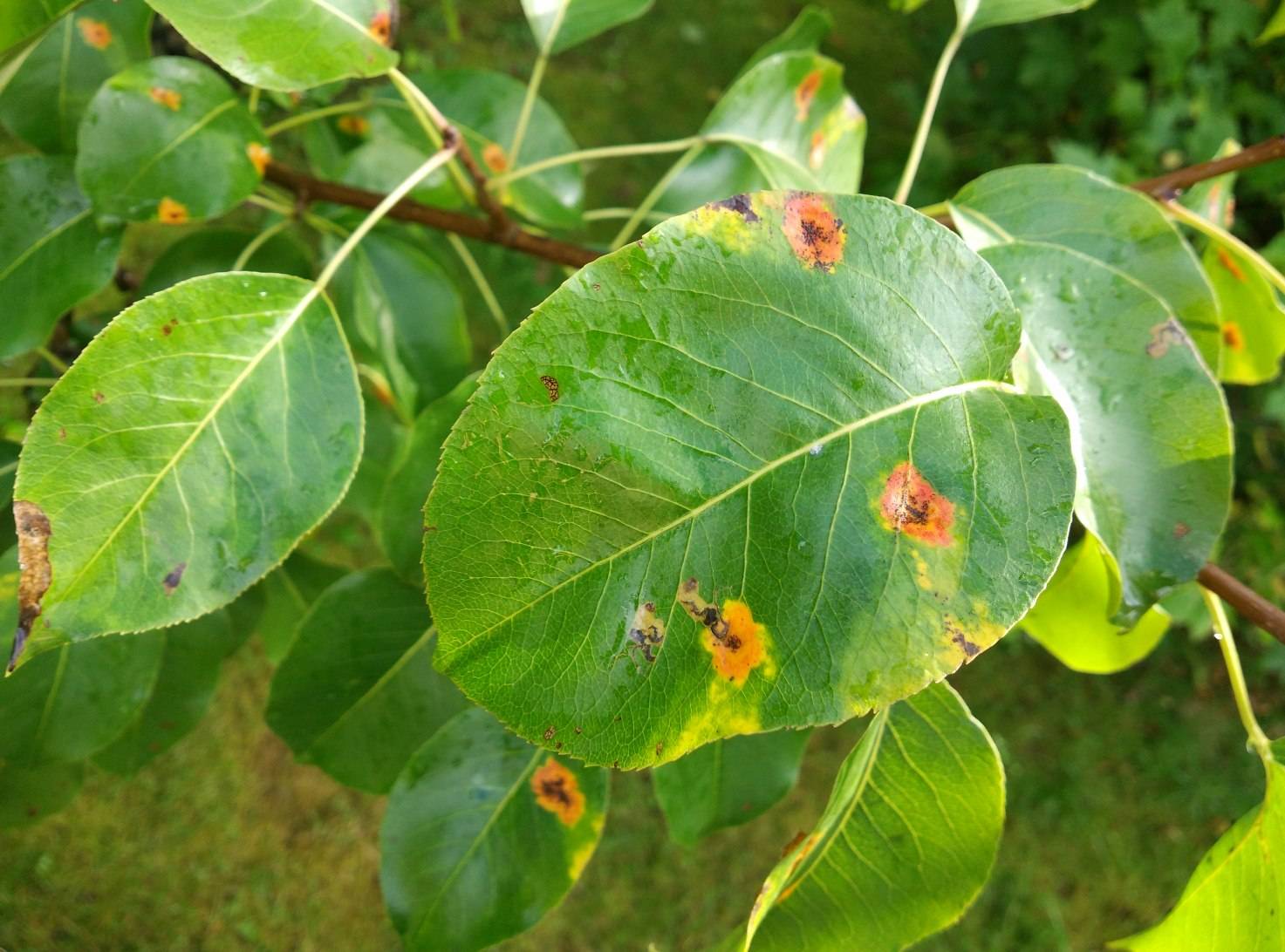 Жёлтые пятна на листьях груши: что делать, почему желтеют, лечение