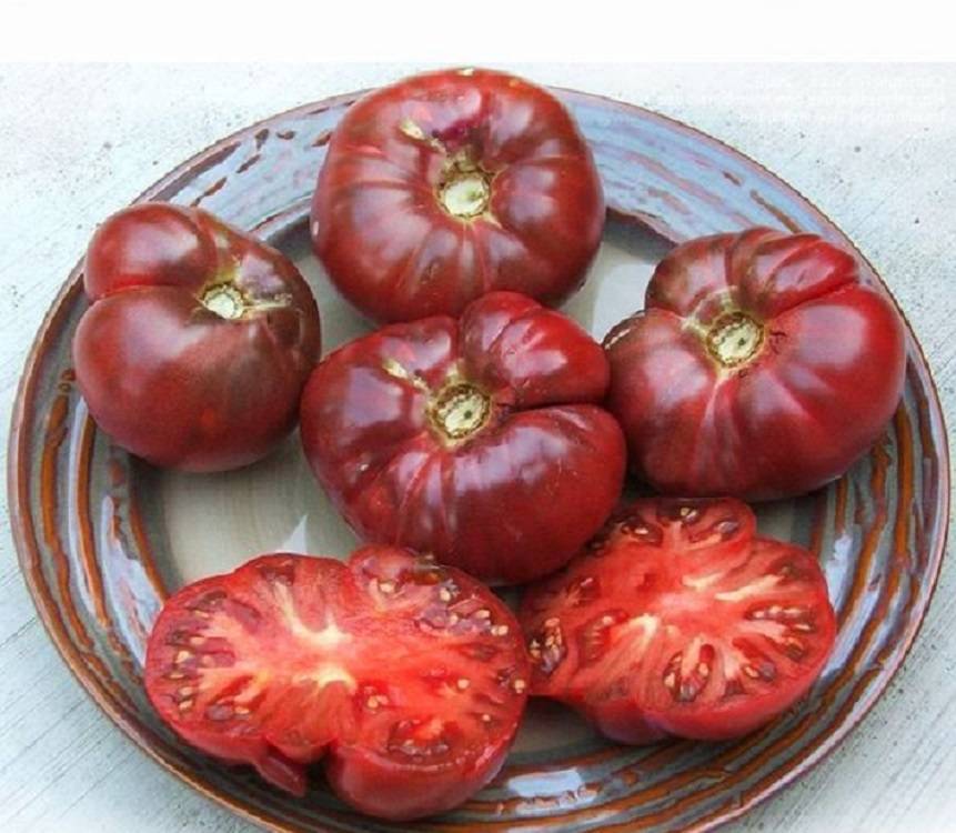 Яркий представитель темноплодных — томат «черномор» описание сорта и его характеристика