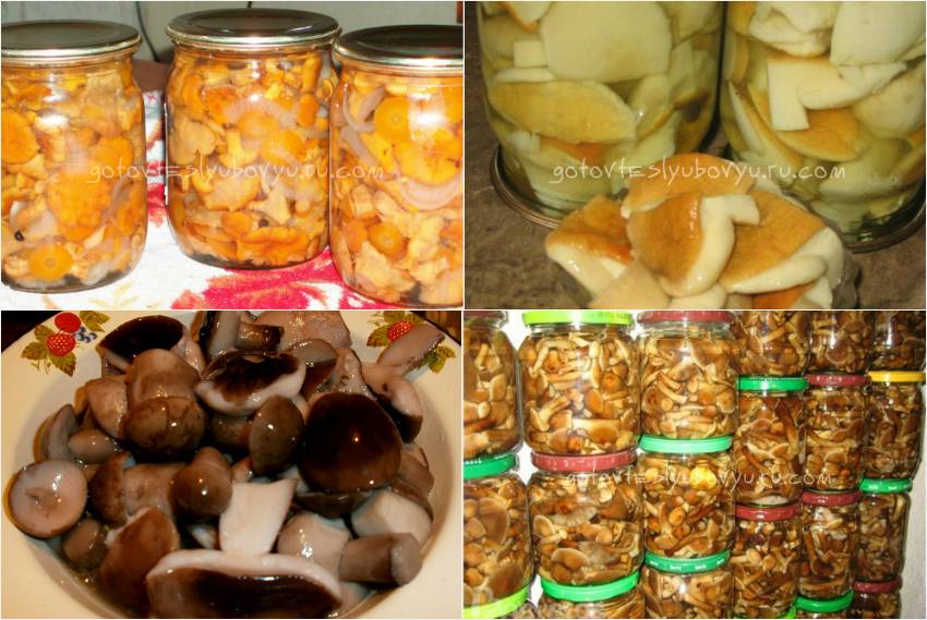 Маринованные грибы на зиму: рецепты с фото простые и вкусные