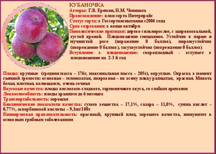 Яблоня вишневое: описание и основные характеристики сорта