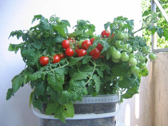 Уход за помидорами в открытом грунте - полив, подкормки, подвязывание, пасынкование