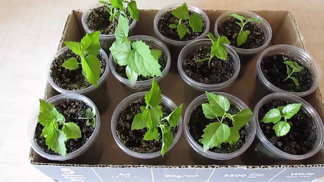 Выращивание малины из семян. можно ли вырастить малину из семян?