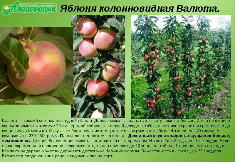 Яблоки фуджи: описание сорта, разновидности, посадка и уход, плодоношение и урожайность