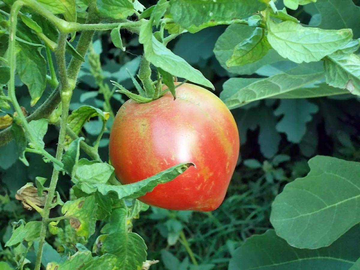 Продуктивный гибрид с бесподобным иммунитетом — томат спам розовый f1: описание сорта и характеристики