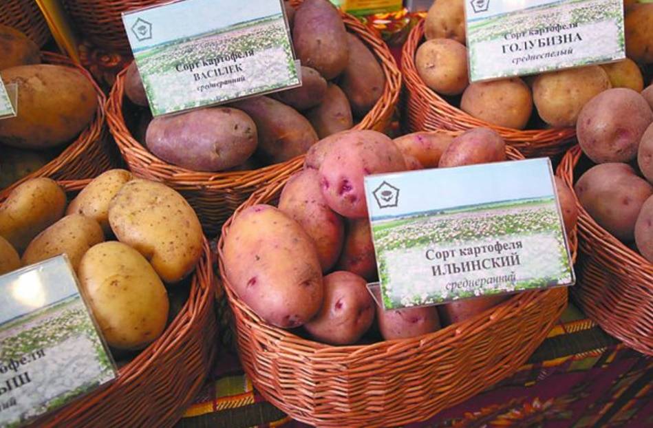 Картофель ильинский: характеристики сорта, урожайность, отзывы