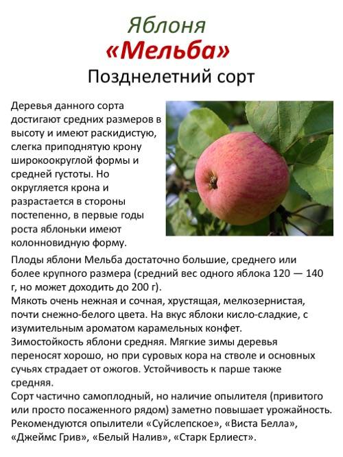 Сорт яблок коричное полосатое: описание, отзыв, фото