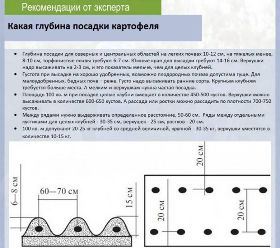 Схема посадки картофеля в открытом грунте расстояние между рядами и в ряду