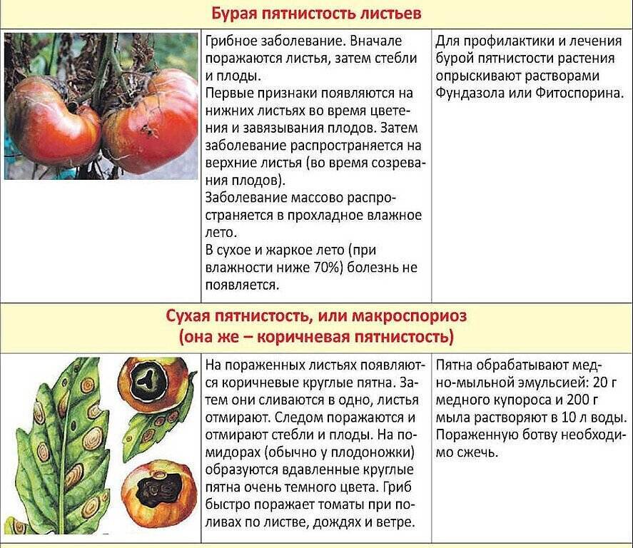 Фитофтора на помидорах: как бороться, какими средствами обрабатывать | топ огород