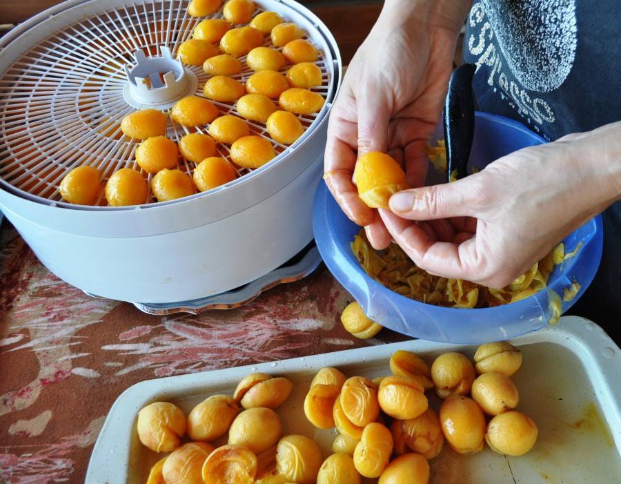 Как сушить абрикосы на курагу в домашних условиях: в духовке, электросушилке и на свежем воздухе