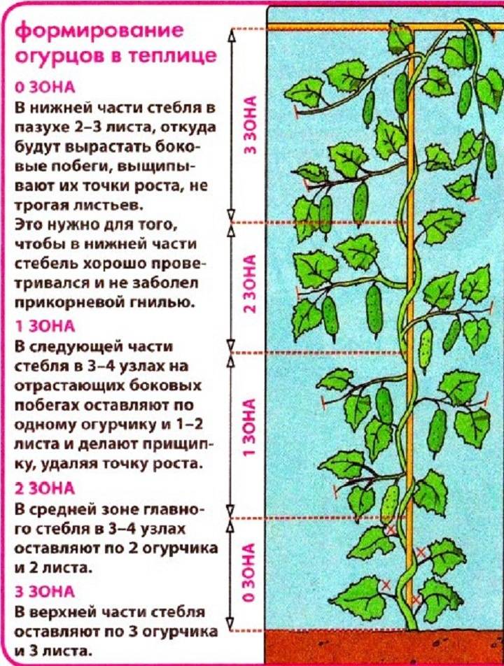 Выращивание огурцов в теплице из поликарбоната: как посадить и ухаживать