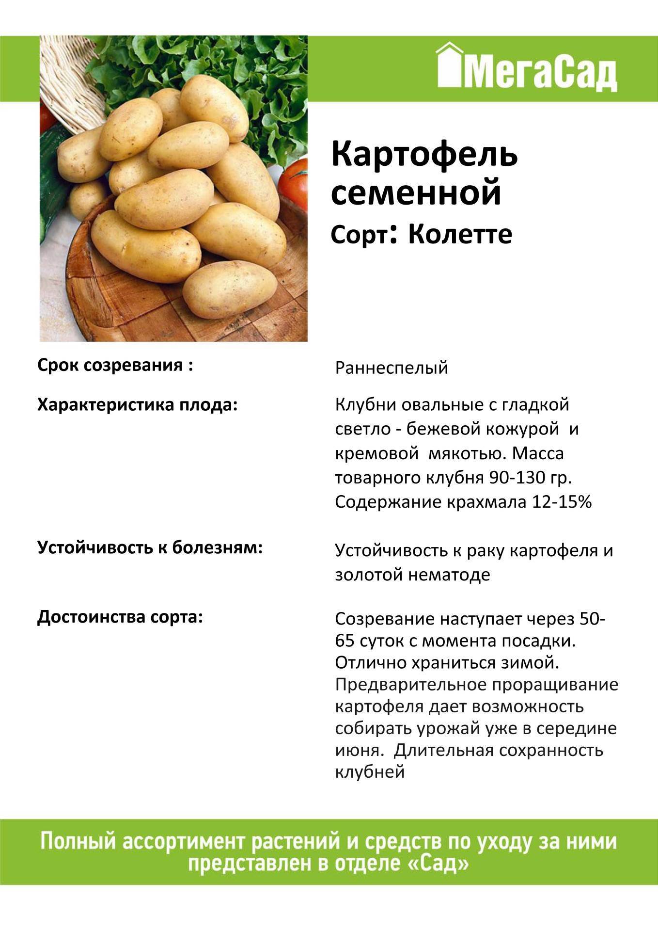 Описание и характеристика сорта картофеля Колетте, правила посадки и ухода
