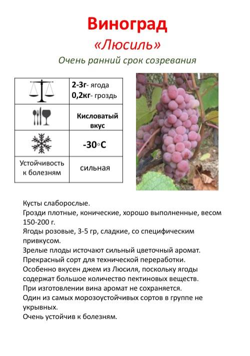 Сорт винограда ландыш: фото и описание, отзывы