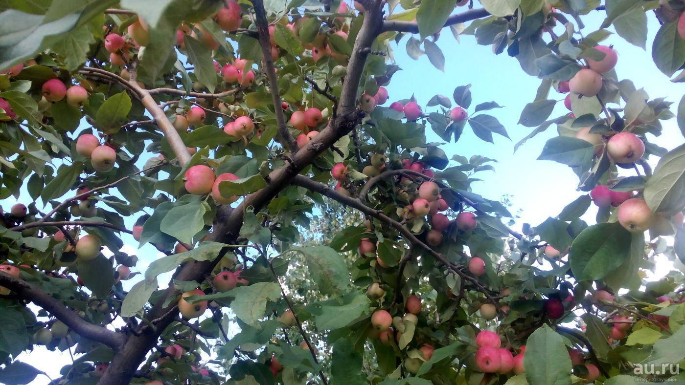 Яблоки ранетки: описание сорта, 13 лучших видов, как выглядят и когда созревают, посадка и уход