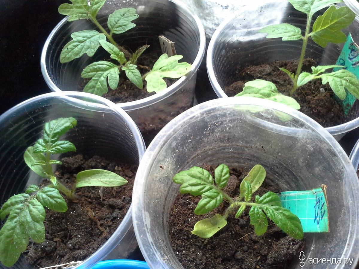 Выращивание помидоров по методу и.м. маслова: посадка томатов лежа, увеличение урожая в 8 раз
