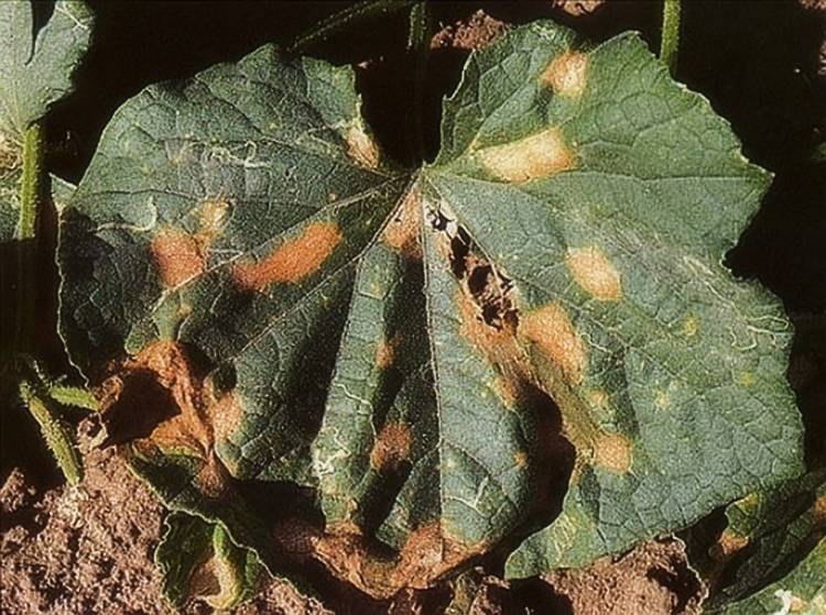 Болезни и вредители тыквы с фото, методы борьбы с ними, образцовая усадьба