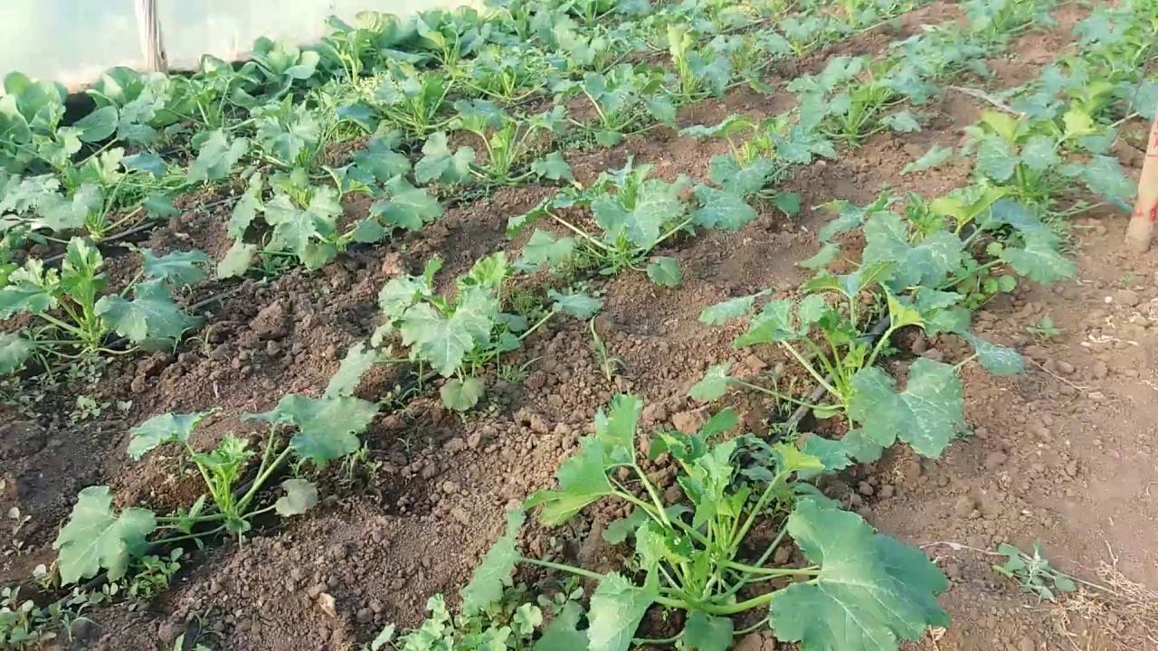 Как выращивать патиссоны из семян в открытом грунте и на рассаду