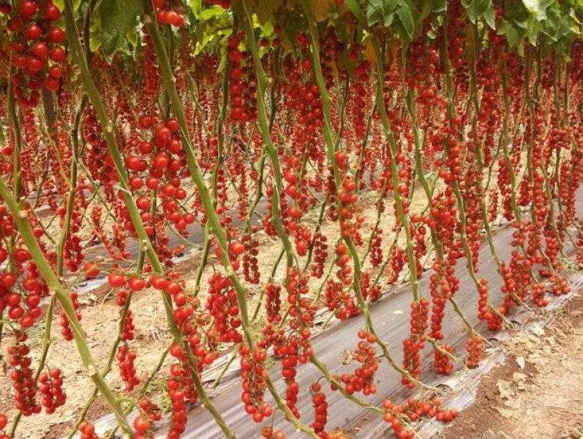 Помидор рапунцель: описание и характеристика сорта, особенности выращивания томата, отзывы, фото
