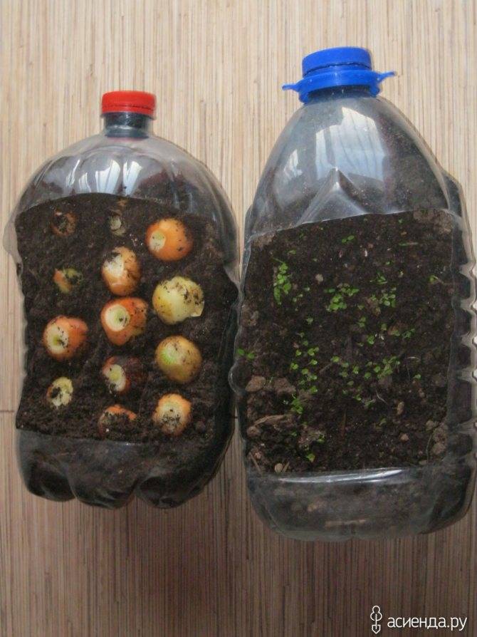 Выращиваем оогурцы в пластиковых пятилитровых бутылках