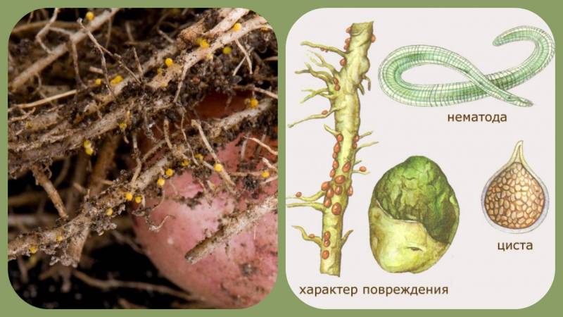 Нематода картофеля: виды, методы борьбы и профилактики