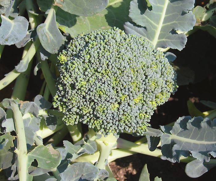 Выращивание капусты брокколи в открытом грунте: описание сорта, фото