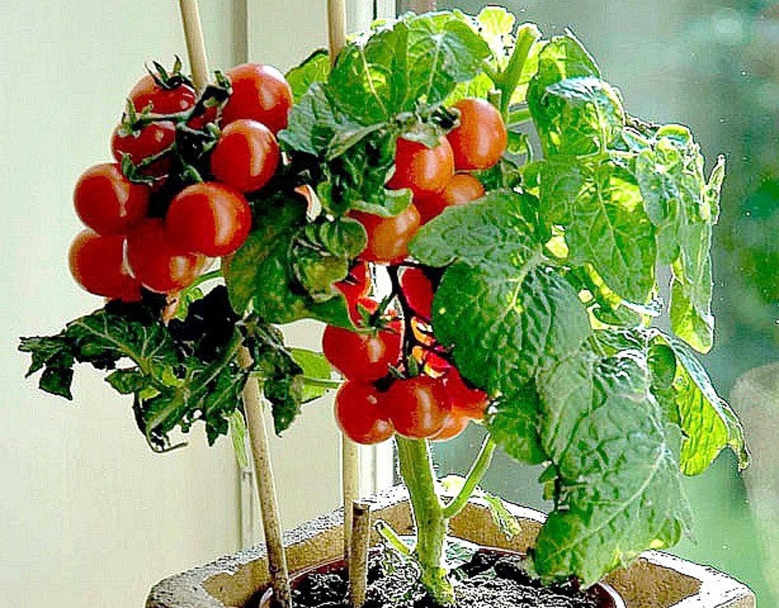 Как вырастить помидоры дома – маленькие хитрости в помощь начинающим — agroxxi