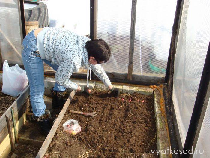 Подготовка теплицы из поликарбоната весной к посадке томатов