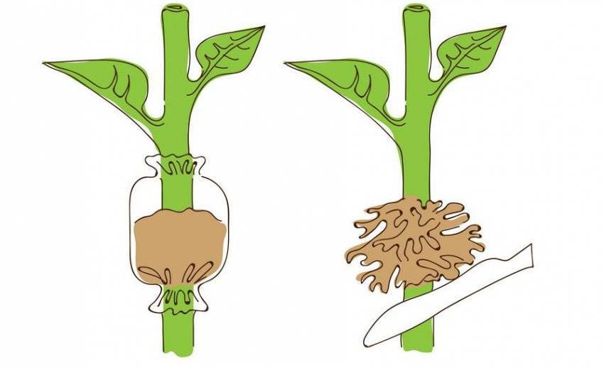 Как посадить и вырастить грецкий орех? уход в условиях открытого грунта